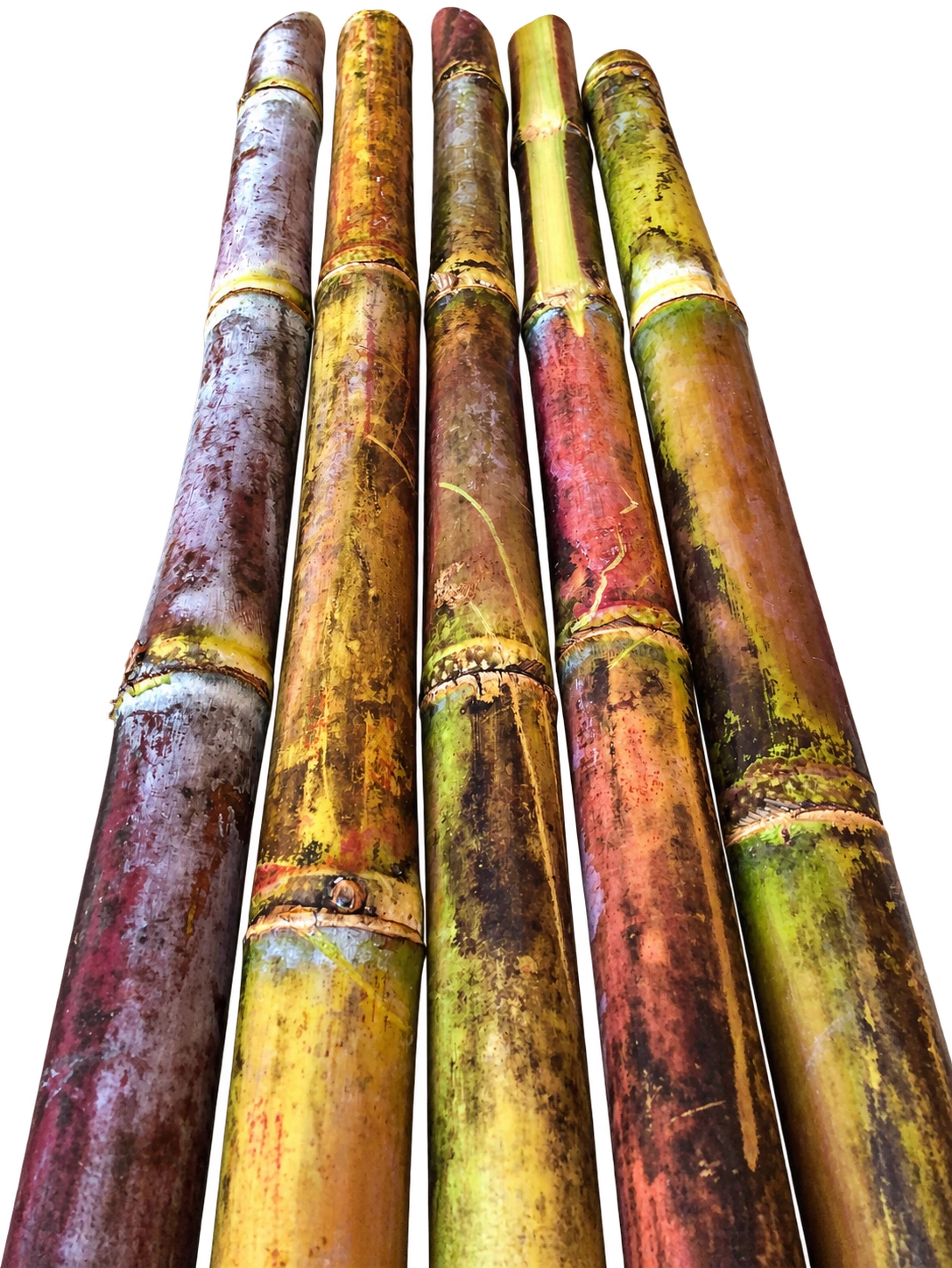 Five freshly harvested sugarcane stalks, showing their rich natural colours and textures
